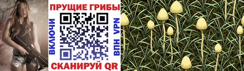 МЕГА онион  продажа наркотиков  Мончегорск  Псилоцибиновые грибы Psilocybine cubensis 